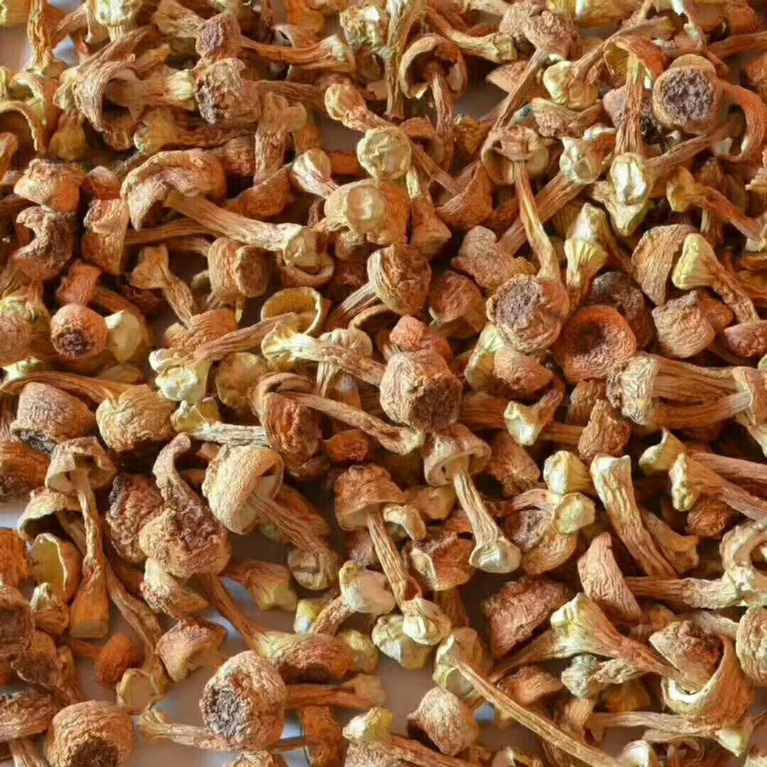 特级新鲜长白山筛选姬松茸干货