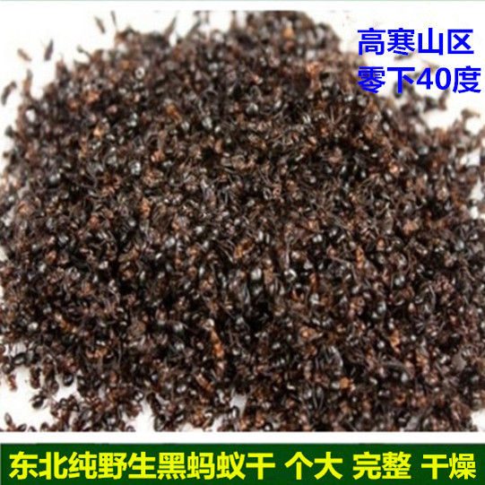 长白山老家野生大黑蚂蚁干500克拟黑多刺蚁泡酒料可打东北蚂蚁粉