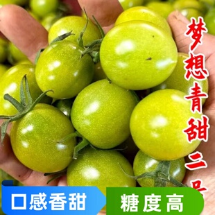 寿光梦想青甜2号番茄苗秧樱桃小西红柿二号圣女果种籽子青口四季