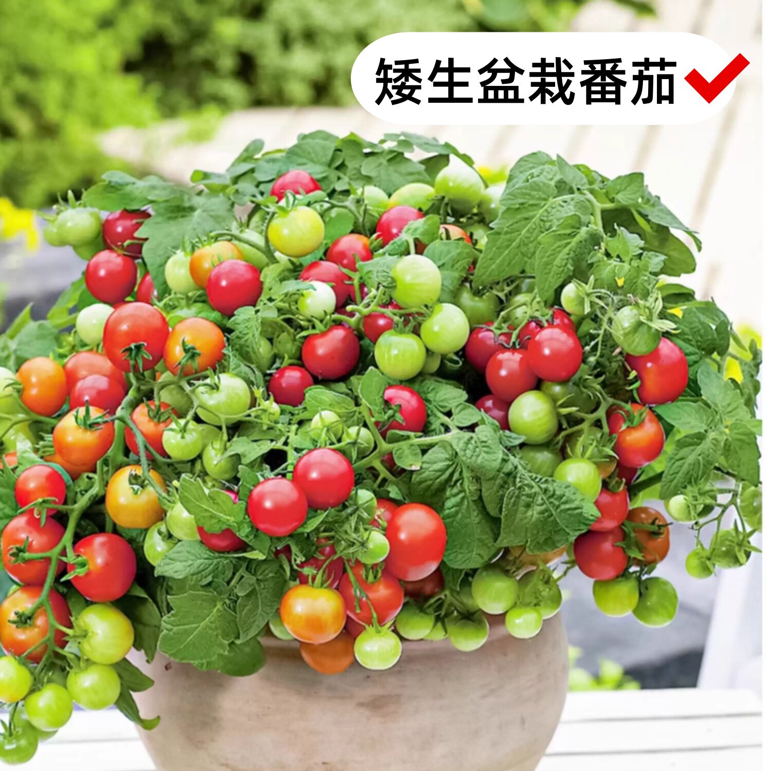 矮生番茄苗种籽四季盆栽带土秧苗图片