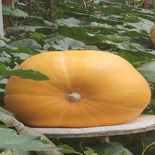 巨型南瓜种籽特大南瓜种子超大型南瓜食用特色罕见蔬菜孑春季