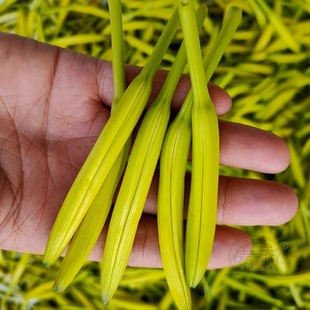 黄花菜种子种籽菜金针菜菜籽蔬菜种苗孑根苗籽种根种植菜种食用苗