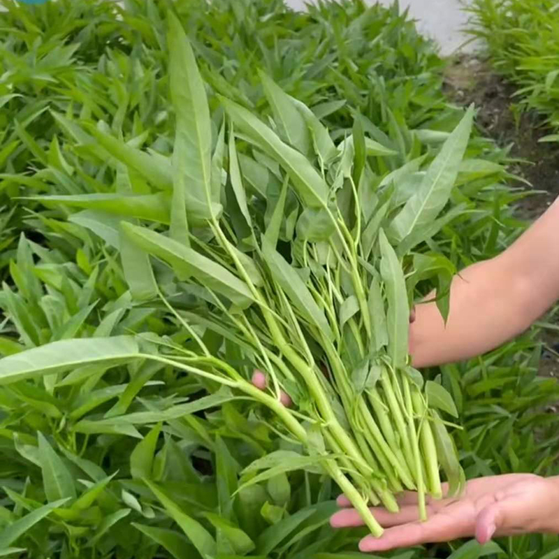 空心菜种子种苗小叶大叶柳叶