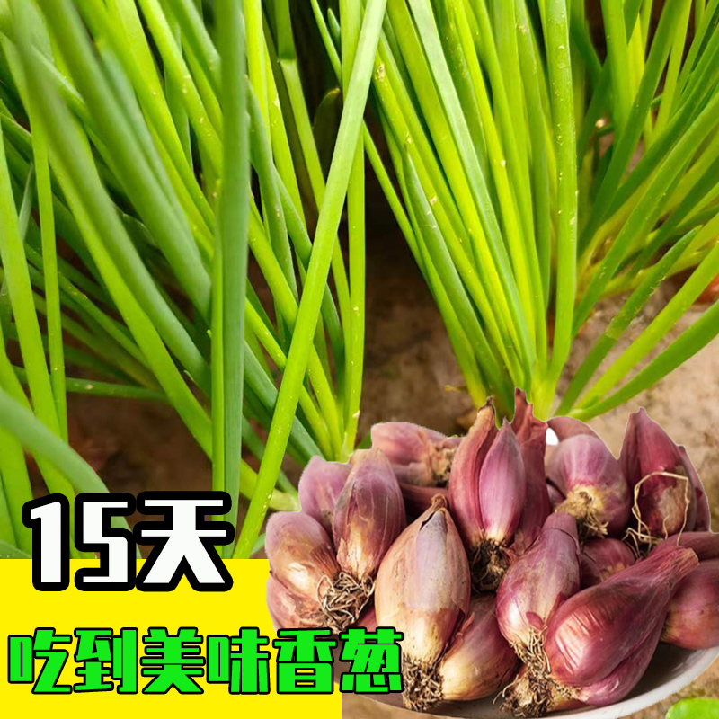 小香葱种籽子种头四季种孑红葱头种植苗火葱头葱籽盆栽根苗带根 鲜花速递/花卉仿真/绿植园艺 家庭园艺种子 原图主图