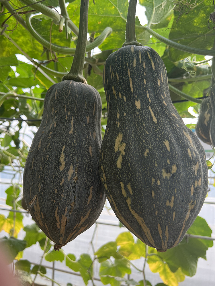 香芋南瓜种籽苗板栗香甜秋季