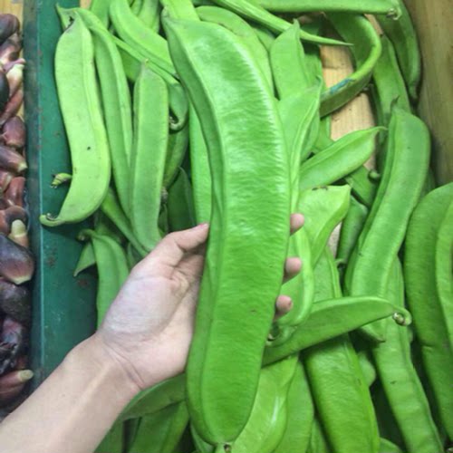 大刀豆种子红刀豆春夏季