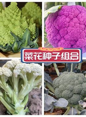 花椰菜种籽苗宝塔菜种子孑彩色紫色花菜菜花西兰花西蓝花秧春季