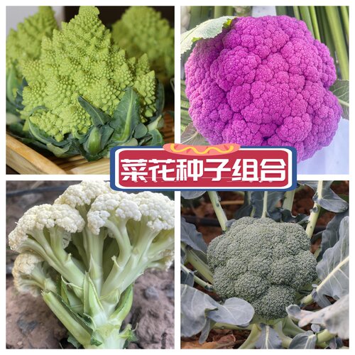 花椰菜种籽宝塔菜春秋季