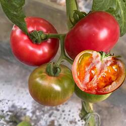 水果番茄种籽苗铁皮柿子草莓西红柿种子孑丹东绿腚大秧盆栽蔬果