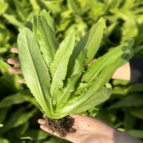 四季油麦菜籽种阳台盆栽