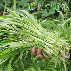 白梗空心菜种籽子苗白杆老品种通心菜柳小叶博白南方四季秧春籽种