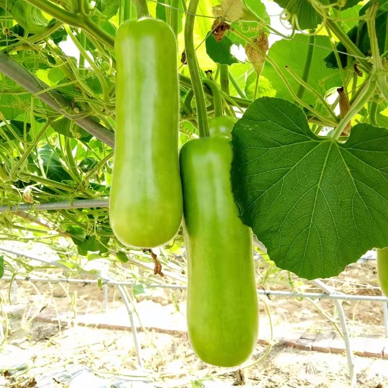 甜瓠子瓜种籽苗秧瓠子种子食用蒲瓜葫芦瓜高产春季播苗子