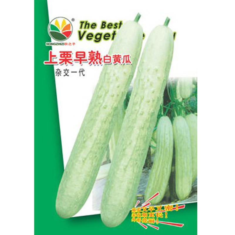 白黄瓜种子种籽孑白皮黄瓜种籽早熟春秋季阳台盆栽