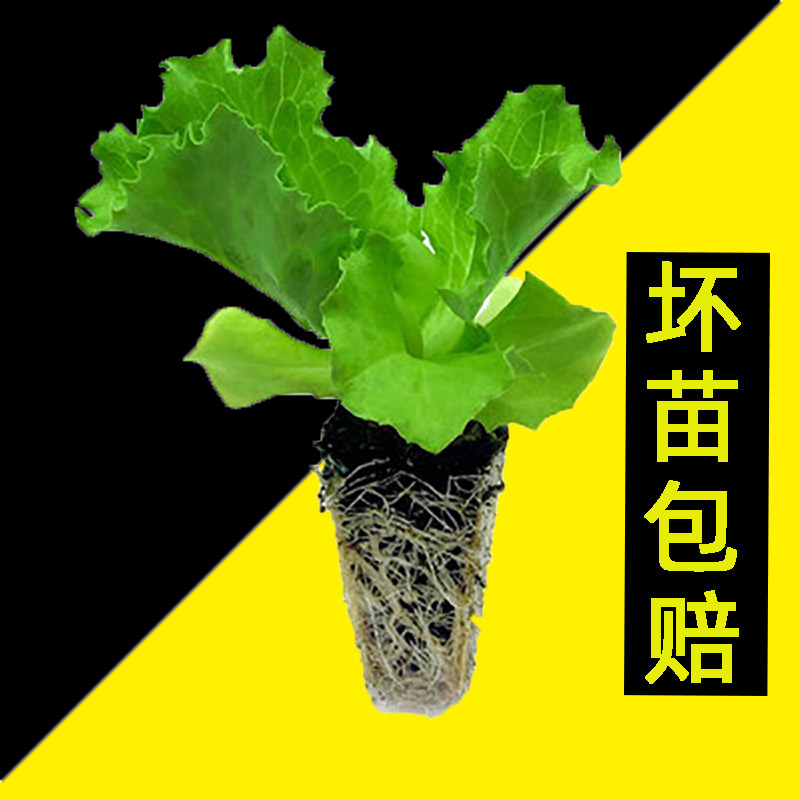 寿光当季蔬菜苗生菜秧芹菜空心菜带根韭菜四季盆栽阳台菜带土球秋