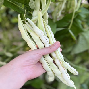 九粒白芸豆种籽苗摘不败种子老来少白不老四季豆架豆角春夏扁豆秧