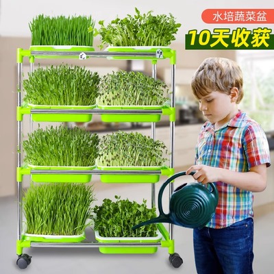 芽苗菜育苗盘种植盘家用架