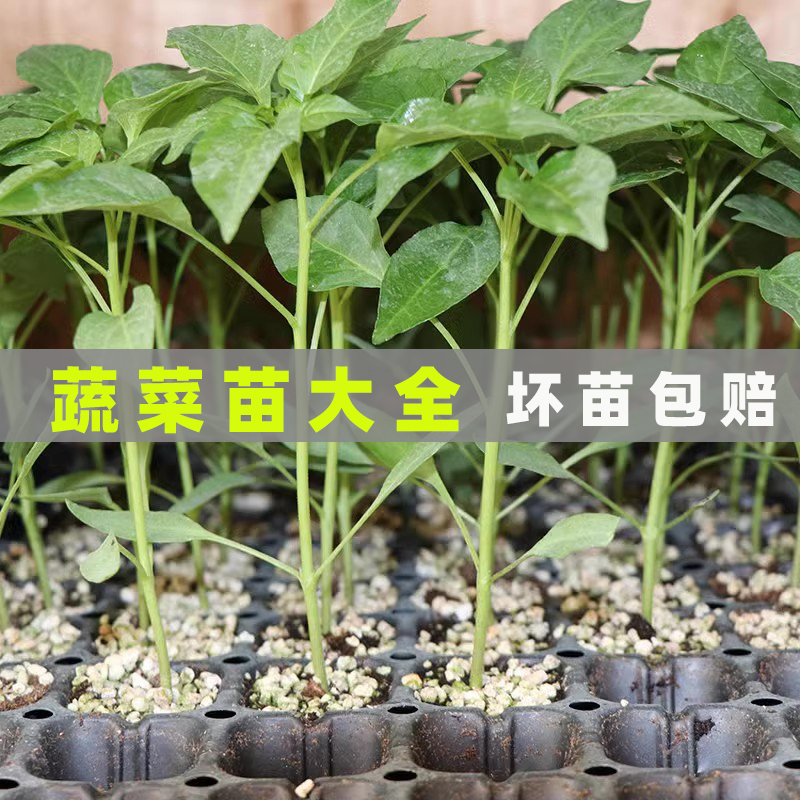 四季蔬菜苗大全秧苗番茄大西红柿辣椒秋葵长茄子阳台盆栽夏播