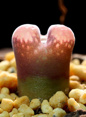 风铃玉 Ophthalmophyllum friedrichiae