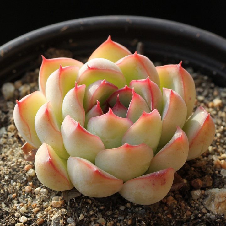 花月夜 荷花 Echeveria pulidonis