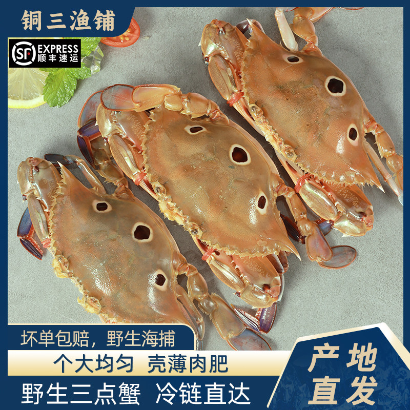 东山岛三点蟹2斤装新鲜梭子蟹鲜冻膏蟹母三眼蟹冷冻水产生腌食材