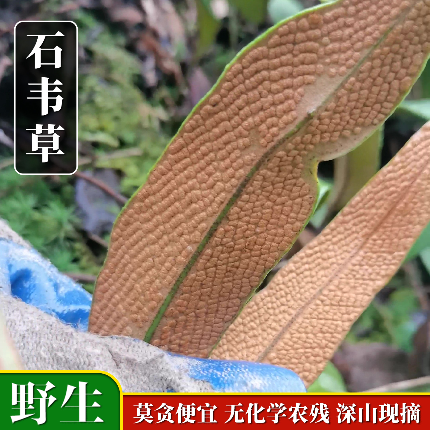 江西牛舌条新鲜庐山石韦纯叶500g