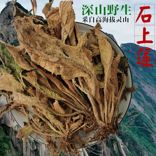 大花石上莲新鲜野生岩白菜石壁菜留独草软肝草干品药材新货包邮