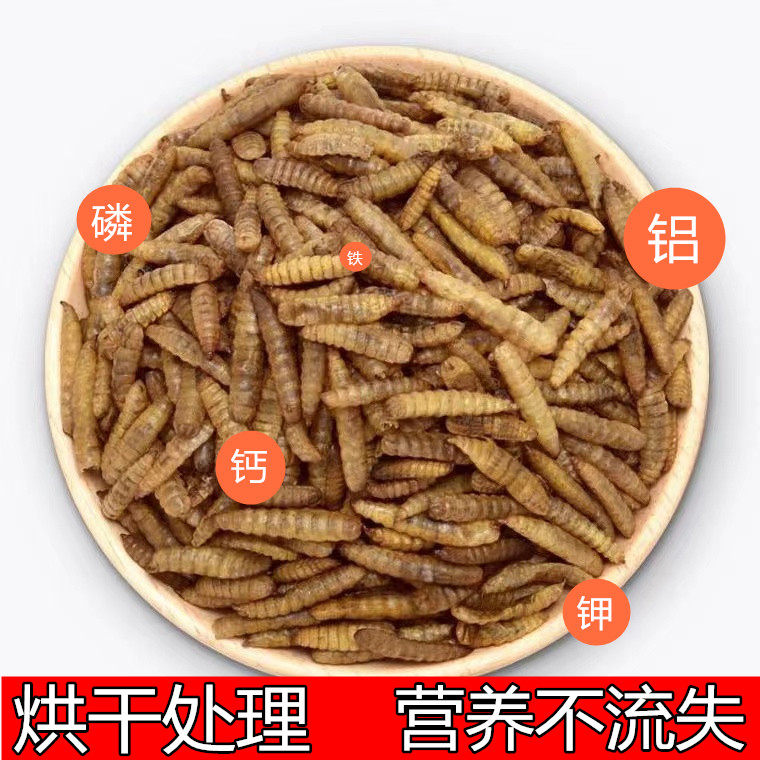 饲料黑水虻干虫仓鼠科尔鸭鹌鹑乌龟昆虫高蛋白批发烘干