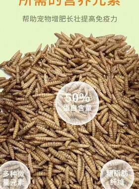 黑水虻微波烘干虫干高钙高蛋白营养高于黄粉虫面包虫干鸡鸭鱼饲料