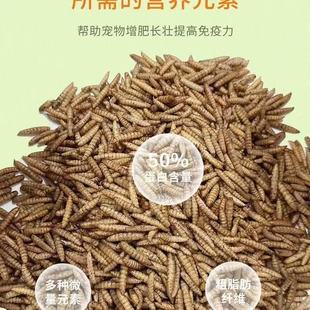 黑水虻微波烘干虫干高钙高蛋白营养高于黄粉虫面包虫干鸡鸭鱼饲料