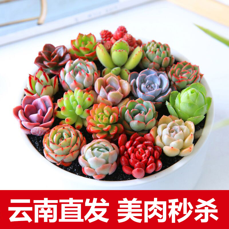 绿野园艺|多肉植物多肉组合盆栽防辐射绿植花卉办公创意满额包邮