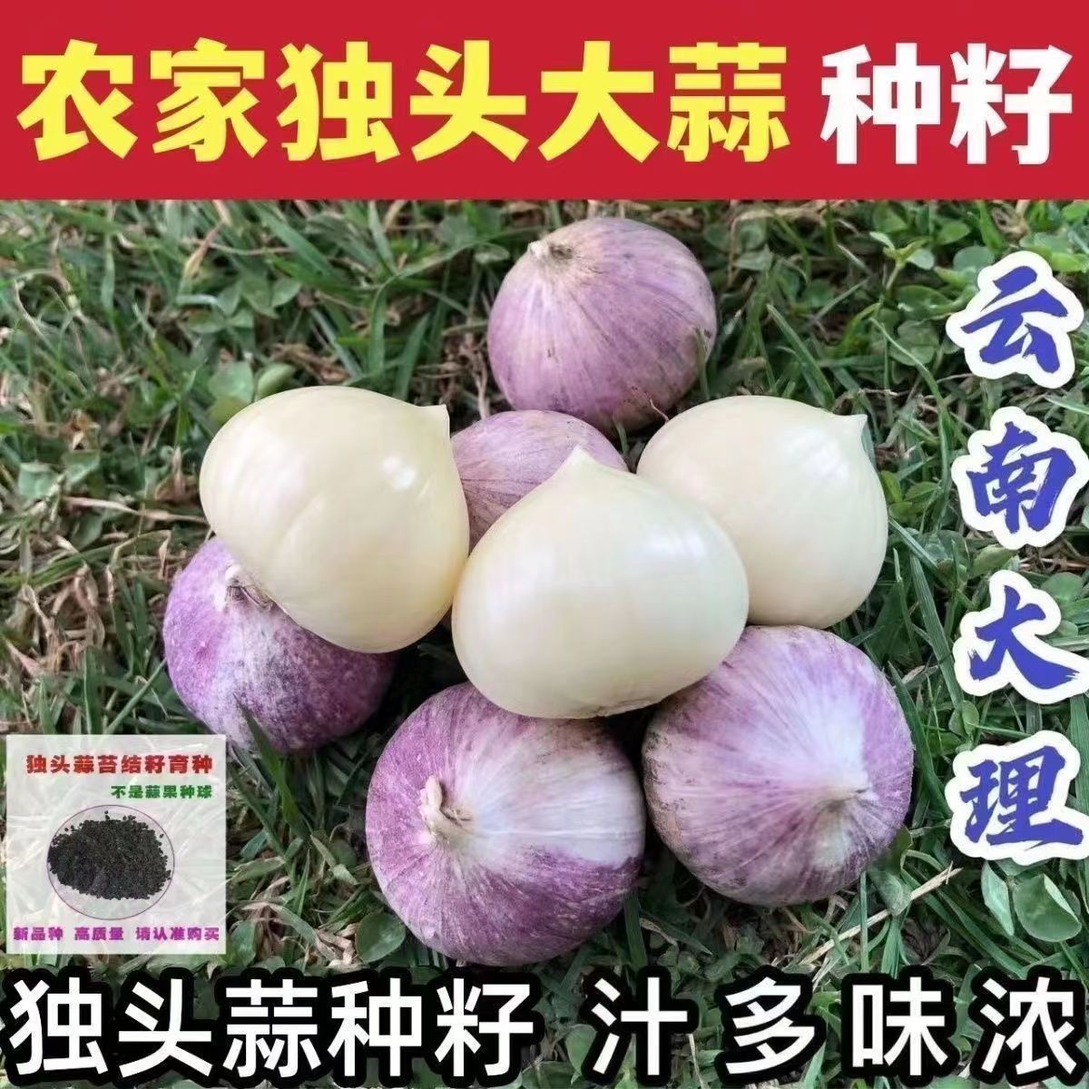 圆头大蒜独头蒜种籽紫皮云南种子产量高四季播种独头大蒜圆头蒜种