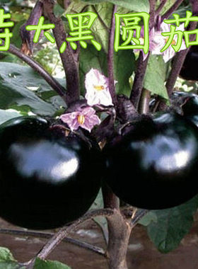 快圆茄种子 黑紫色茄子种子 早熟 大面积种植 蔬菜种子春播