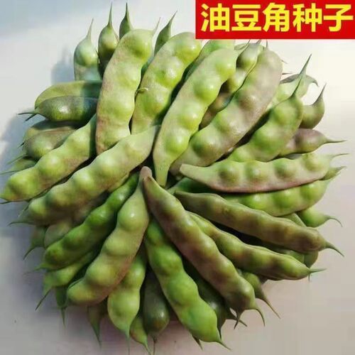 东北黑龙江油豆角种子开锅烂正宗东北九月青油豆种子蔬菜种子易种