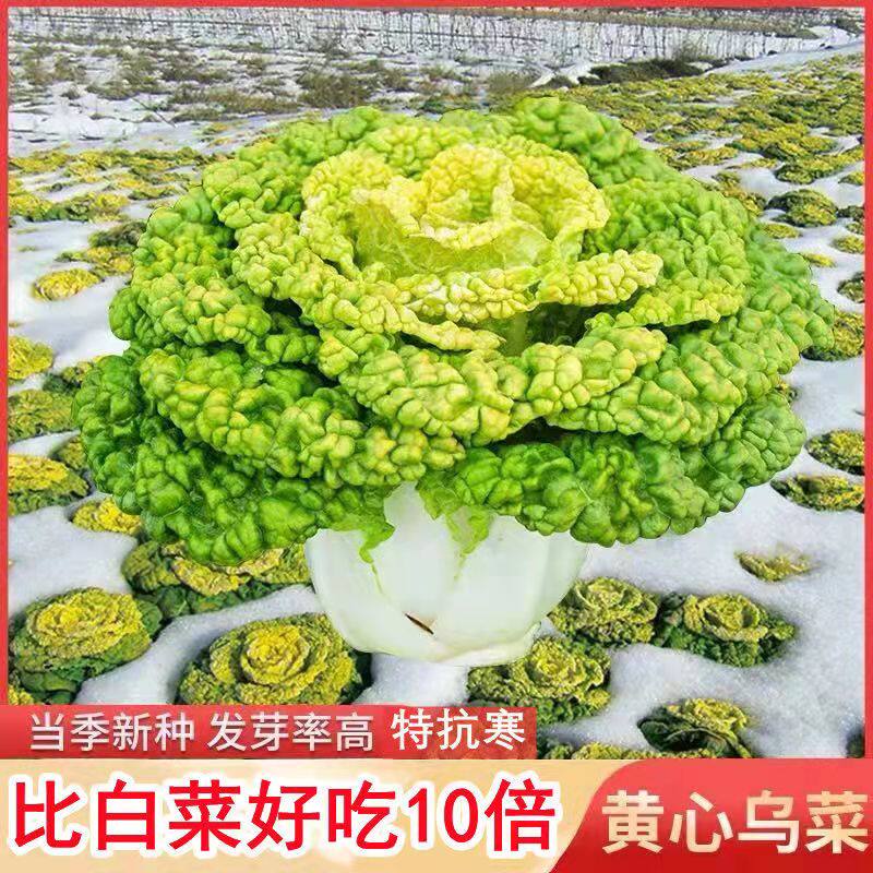 黄心乌塌菜种子种籽黑白菜野菜黑青菜春夏秋冬季种孑四季农家盆栽