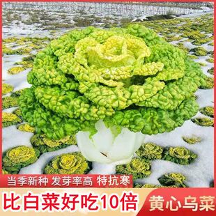 黄心乌塌菜种子种籽黑白菜野菜黑青菜春夏秋冬季种孑四季农家盆栽