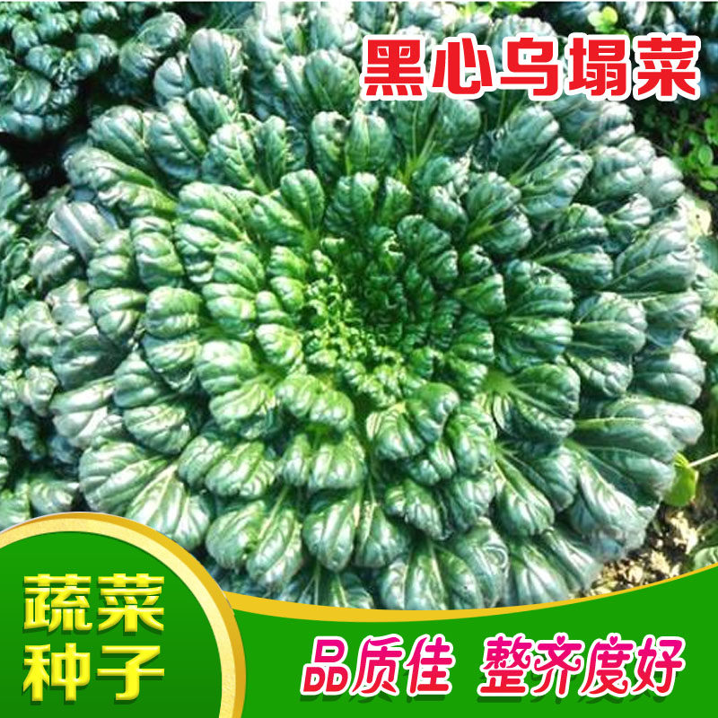 乌塌菜种子黑心乌塌菜籽秋季黑菜阳台盆栽四季播塌棵菜蔬菜种孑