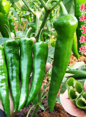 湖南15号辣妹子辣椒种子青椒红椒干椒辣椒种籽高产春秋季四季蔬菜