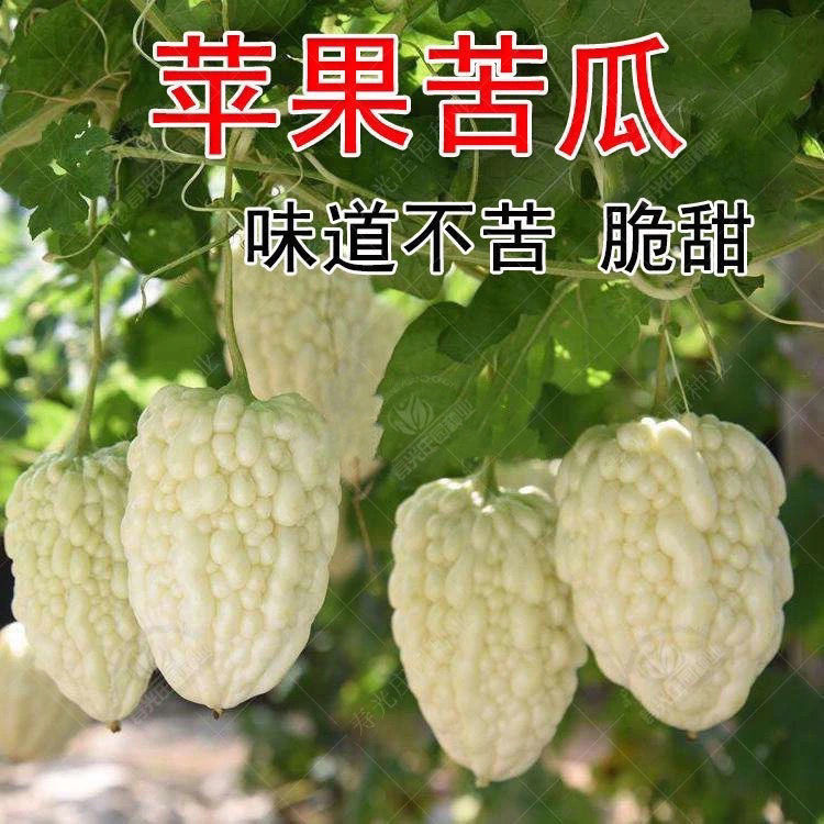 苹果苦瓜蔬菜种子种籽高产