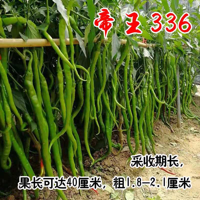 帝王336辣椒种子特长线椒香辣