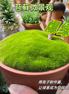 苔藓孢子粉四季常绿轻松好造景