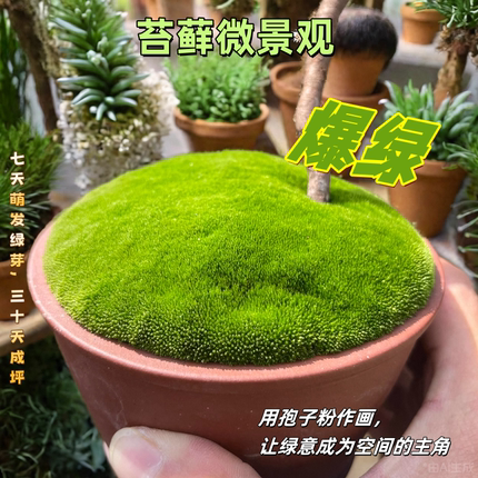 苔藓孢子粉种子粉耐晒青苔吸水石假山上水植物附石草花盆铺面草籽