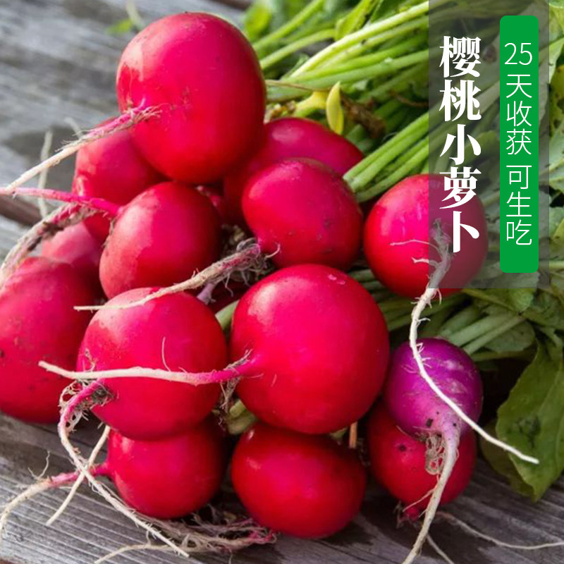 早熟水果樱桃小萝卜种子 春夏秋四季播蔬菜籽 阳台盆栽大田易种孑