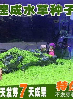 种子草坪养鱼造景碗莲