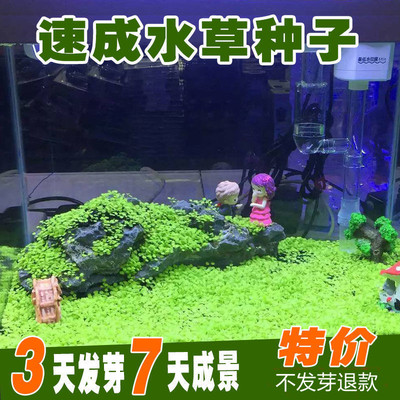 种子草坪养鱼造景碗莲