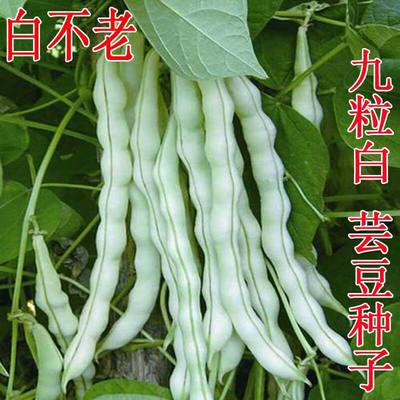 白芸豆早熟高产四季种子特级
