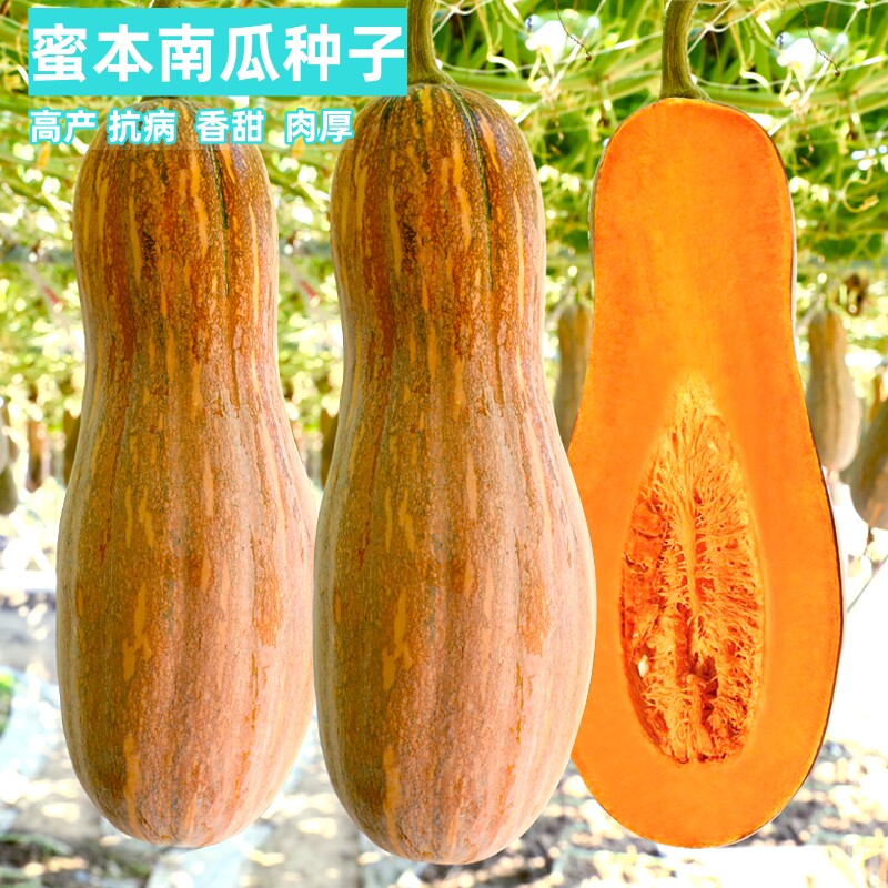 蜜本南瓜种子四季香甜纯种高产