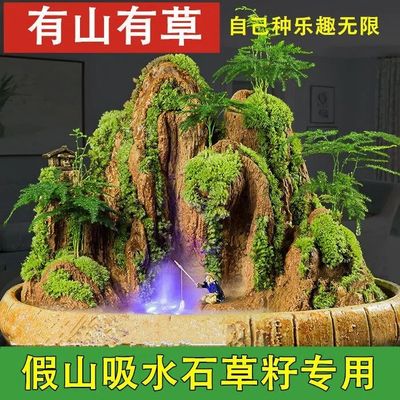 假山草籽上吸水石珍珠草盆景花草造景微景观室内四季常青绿植种子