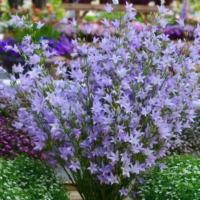 风铃草合集 虞姬 冠军贝贝风铃 多年生宿根庭院阳台 200穴孔穴苗