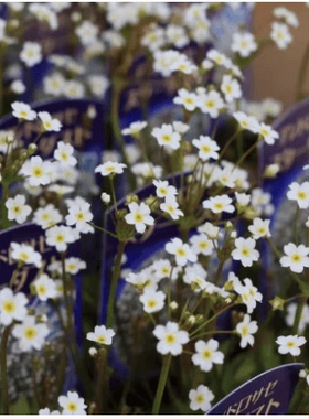 【盆栽苗】点地梅“星尘”日系小清新仙气满满耐阴耐寒花量大