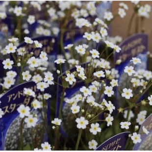 【盆栽苗】点地梅“星尘”日系小清新仙气满满耐阴耐寒花量大